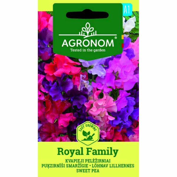 Tuoksuherne 'Royal Family'