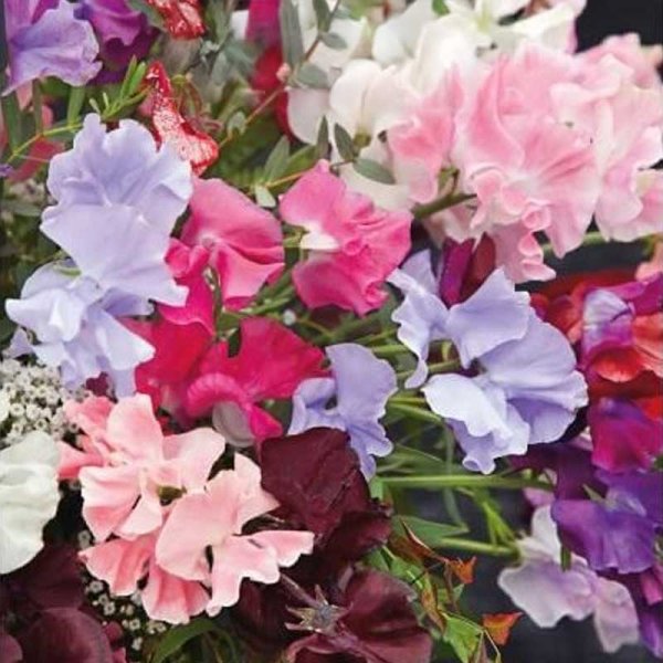 Tuoksuherne 'Royal Family'