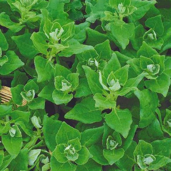 Uusiseelantilainen pinaatti