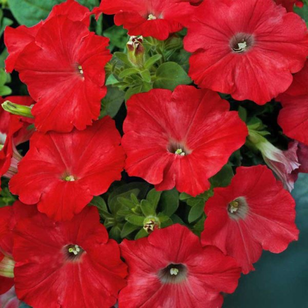 Petunia 'Easy wave h red'