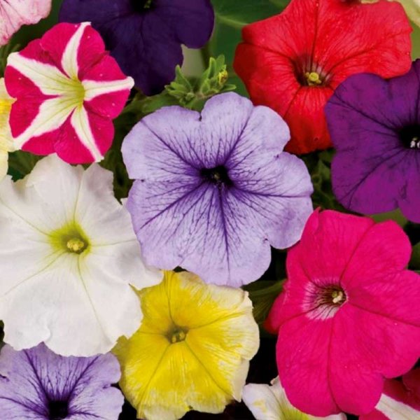 Petunia 'Balcony'