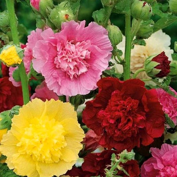 Hollyhock 'Summer Carnival'