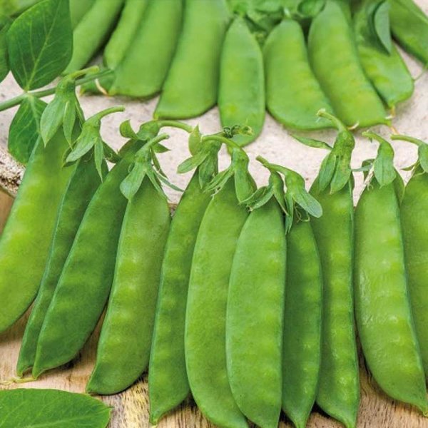 Sokeriherne 'De Grace'