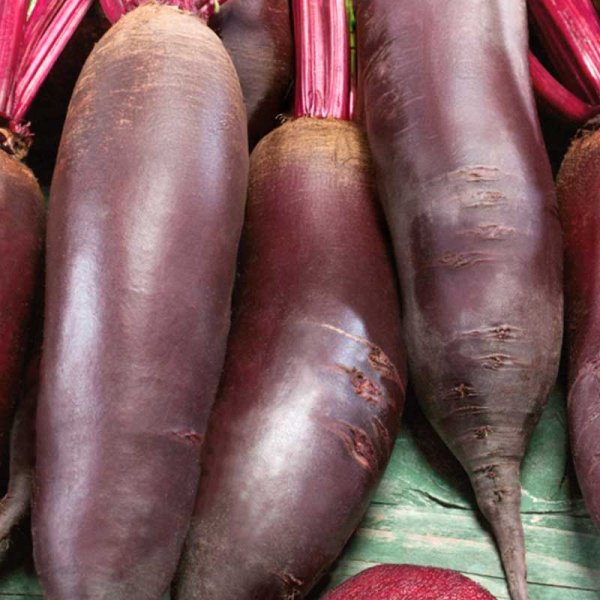 Punajuuri 'Cylindra'