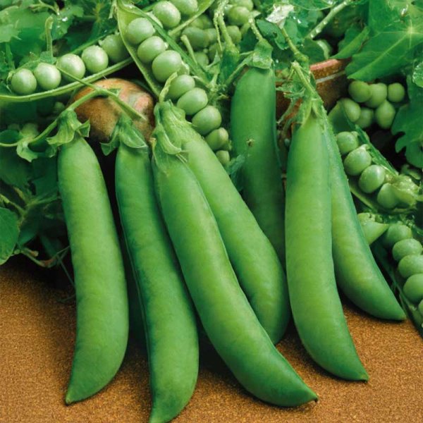 Silpoydinherne 'Progress N.9'