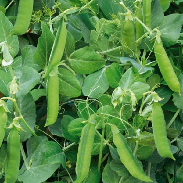 Silpoydinherne 'Telephone Nain'