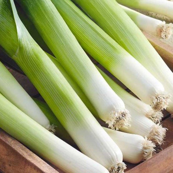 Leek 'Gigante de inverno 2'