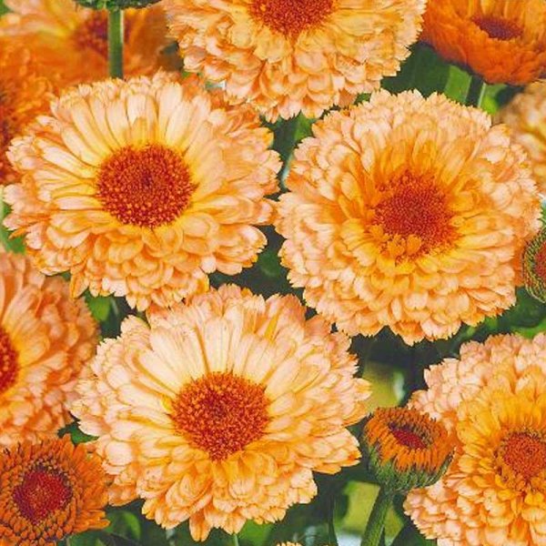 Kehäkukka 'Pink suprise'