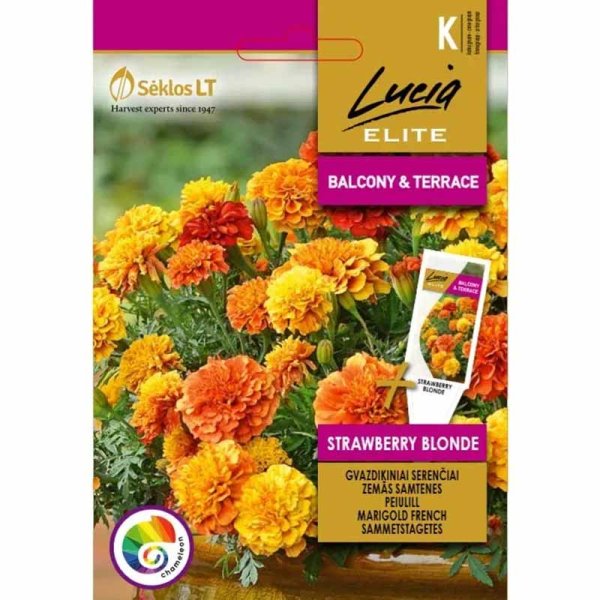 Samettikukka 'Strawberry blonde'