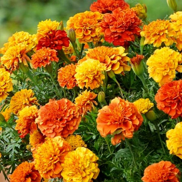 Samettikukka 'Strawberry blonde'