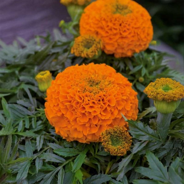 Marigold 'Clinton'