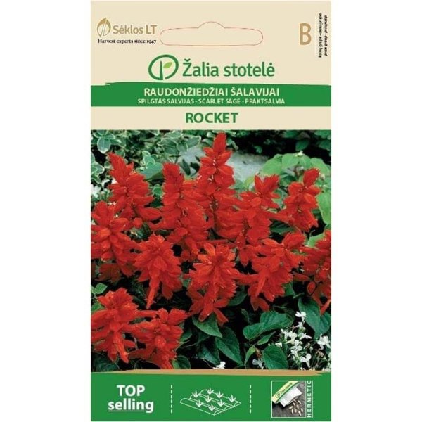 Loistosalvia 'Rocket'