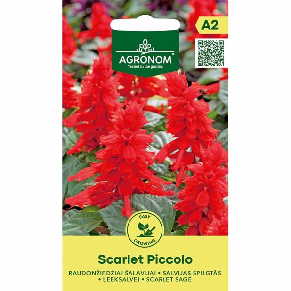 Loistosalvia 'Scarlet Piccolo'