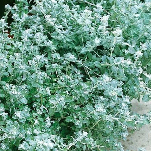 Pieni hopeaköynnös