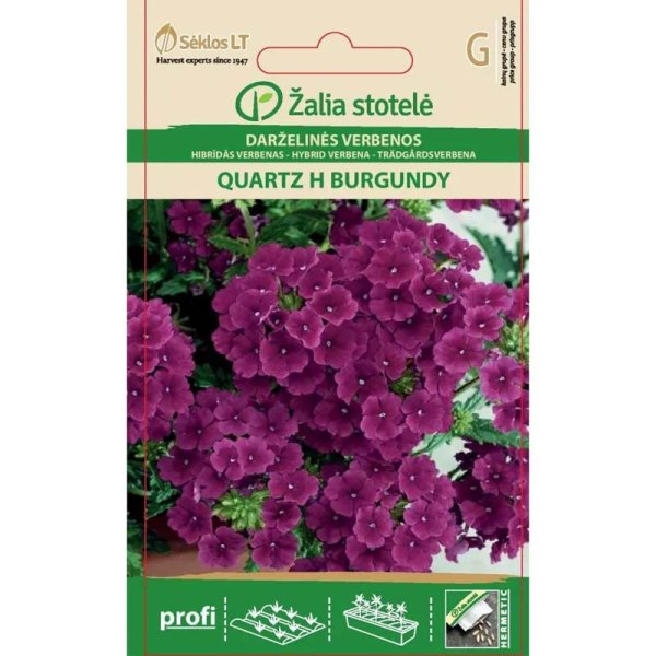 Tarhaverbena 'Quartz' F1 burgundi