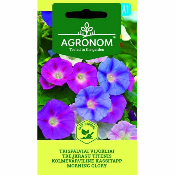 Morning Glory