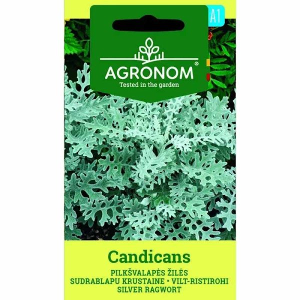 Hopealehti 'Candicans'