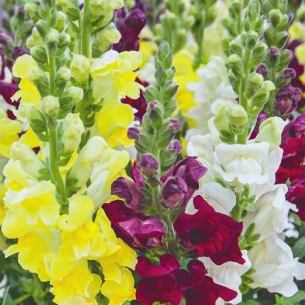 Leijonankita 'Brighton Rock'