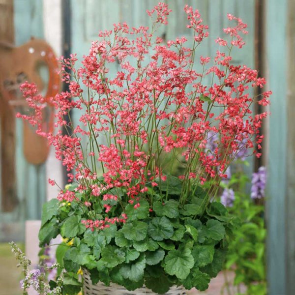 Keijunkukka 'Firefly'