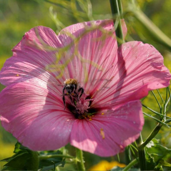 Kesämalva 'Silver cup'