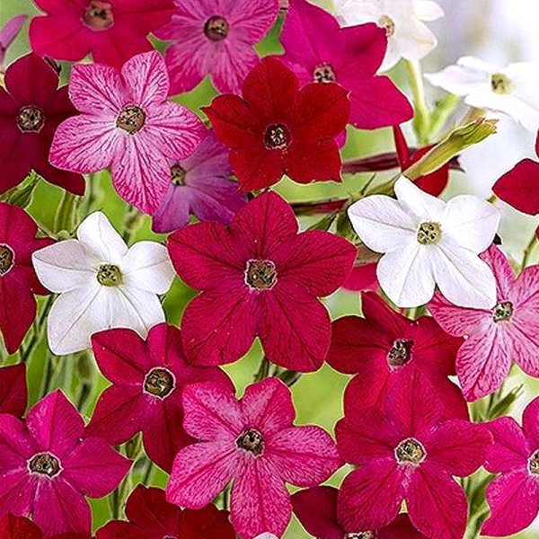 Koristetupakka 'Sensation'