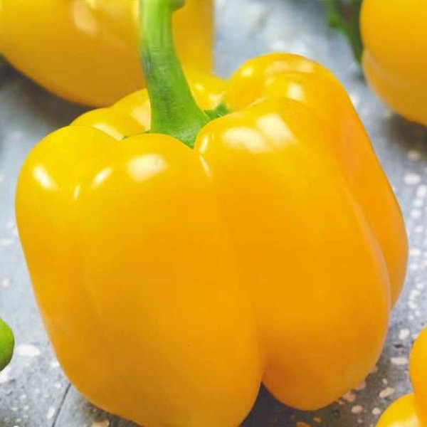 Bell Pepper 'Quadrato d'asti giallo'