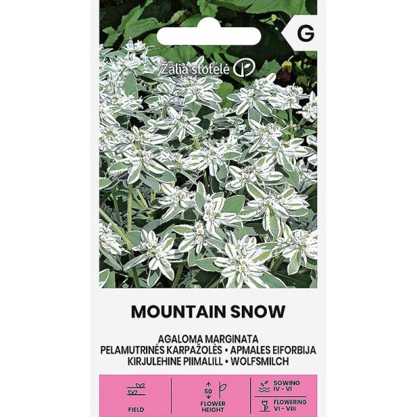 Kirjoseetri 'Mountain snow'
