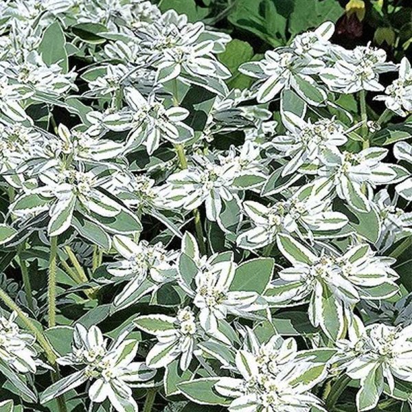 Kirjoseetri 'Mountain snow'