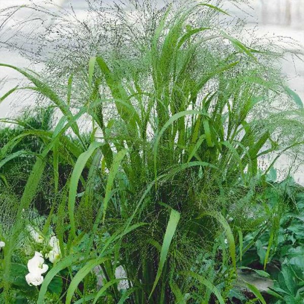 Rakkausheinä 'elegant'