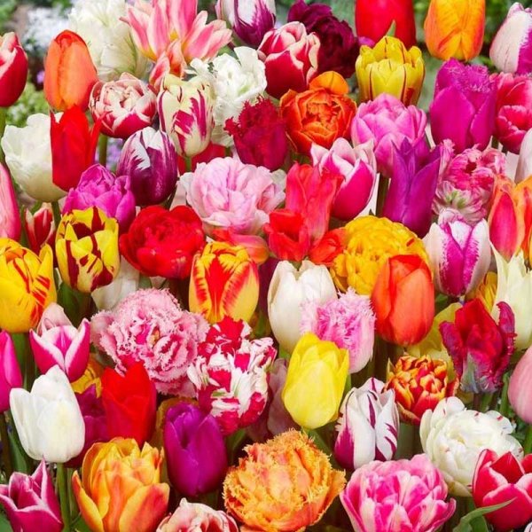 Tulppaanit puutarhasekoitus 25 kpl