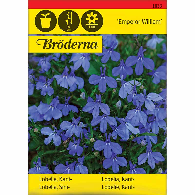 Lobelia 'Emperor William'