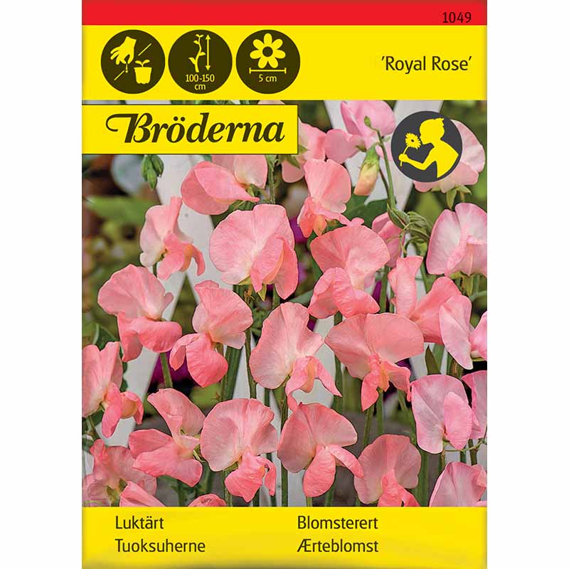 Tuoksuherne 'Royal Rose'