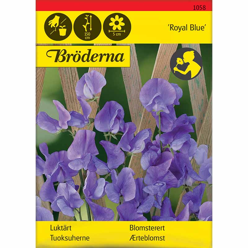Tuoksuherne 'Royal Blue'