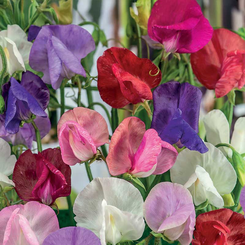 Tuoksuherne 'Knee-Hi'