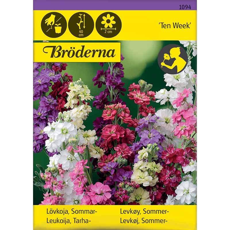 Ten Week Stock 'Ten Week'