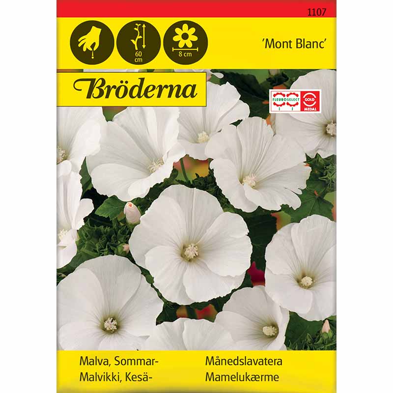 Kesämalva 'Mont Blanc'