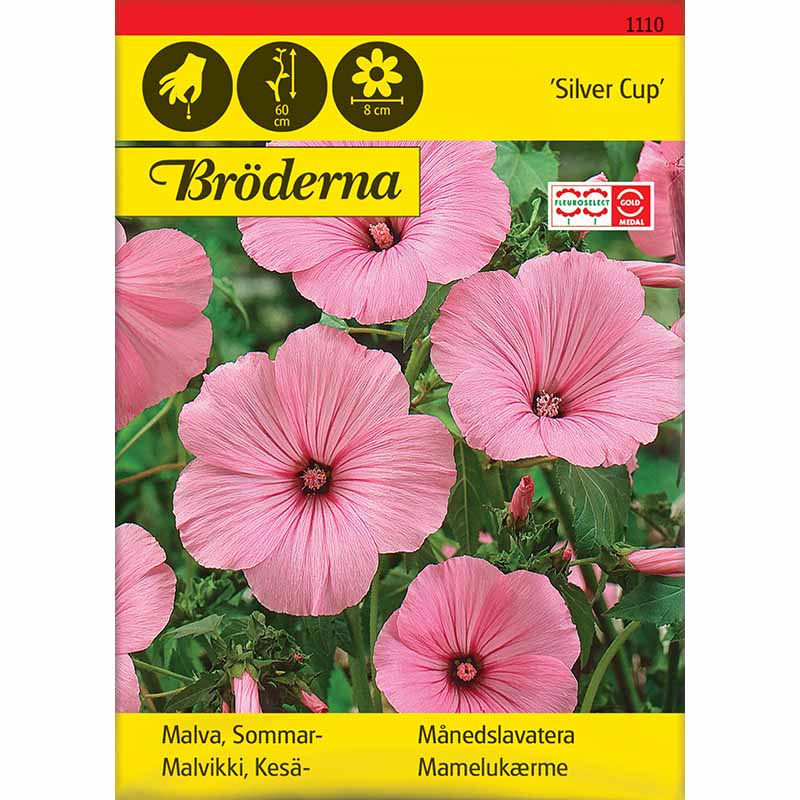 Kesämalva 'Silver Cup'