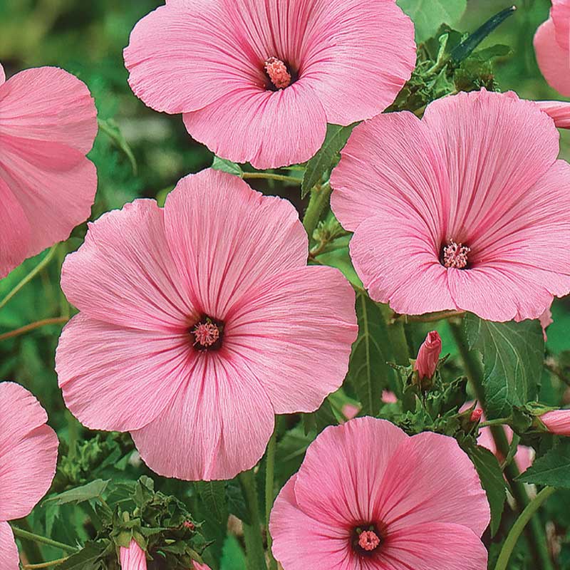 Kesämalva 'Silver Cup'