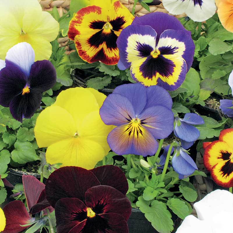 Orvokki 'Florist Strain' sekoitus