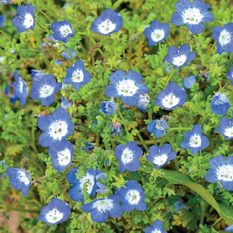 Prinssi Gustafin silmä