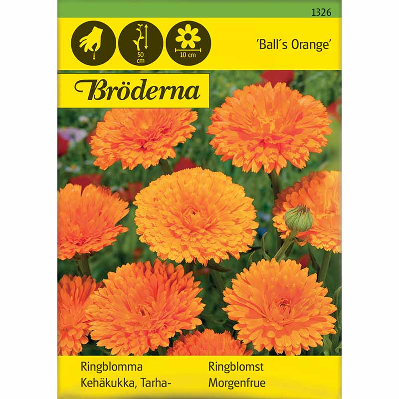 Kehäkukka 'Ball´s Orange'