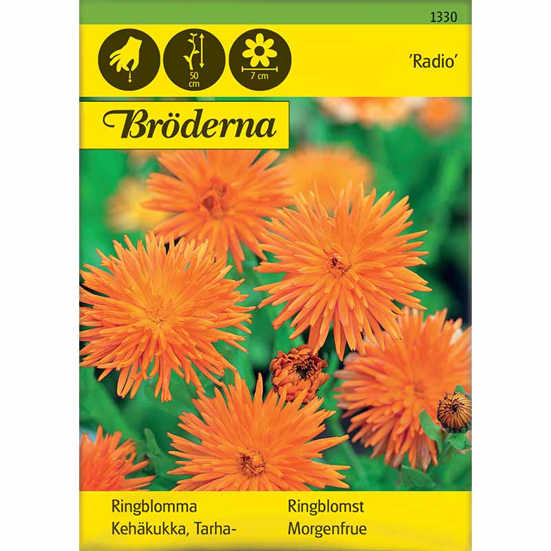 Kehäkukka 'Radio'