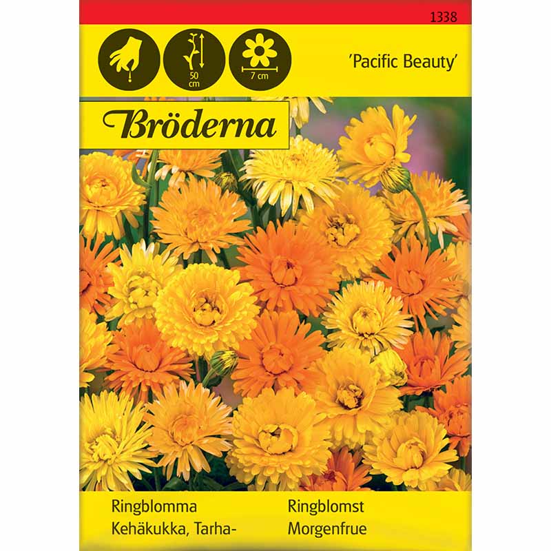 Kehäkukka 'Pacific Beauty'