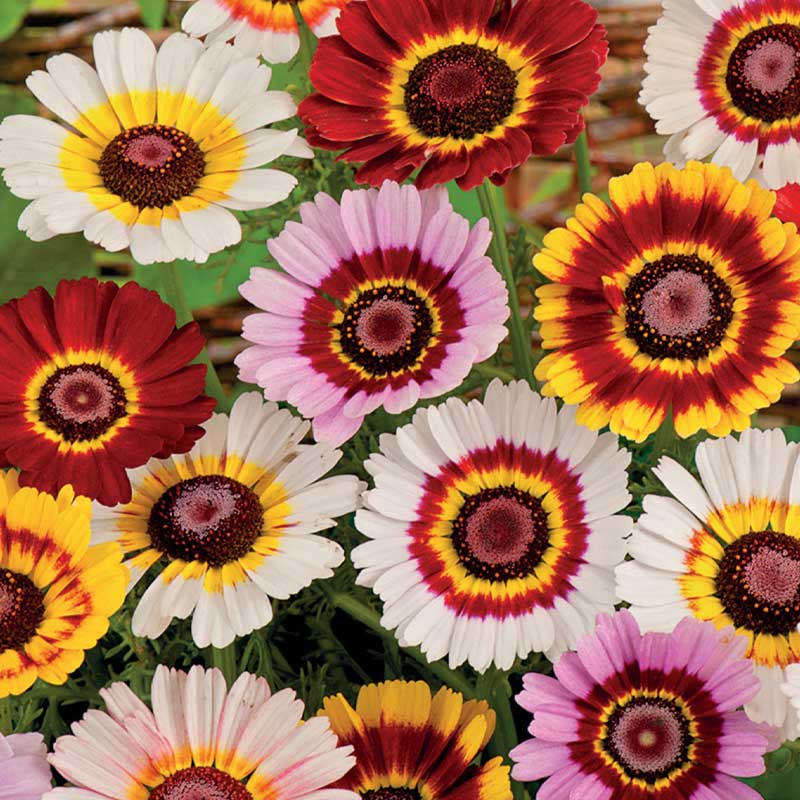 Kruunupäivänkakkara