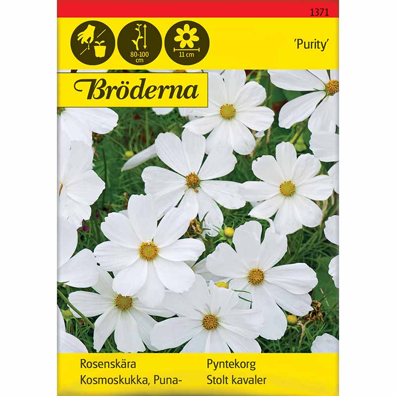 Kosmoskukka 'Purity'