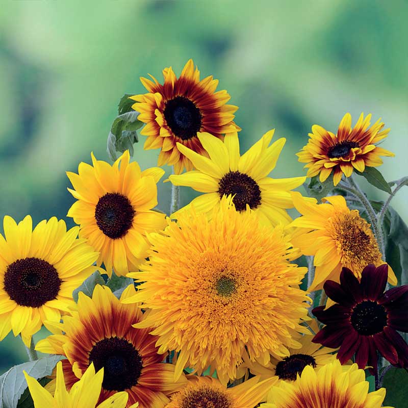 Auringonkukka sekoitus