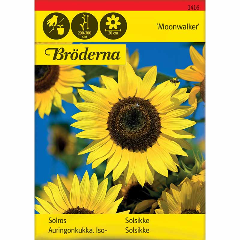 Auringonkukka 'Moonwalker'