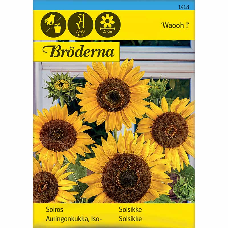 Auringonkukka 'Waooh !'