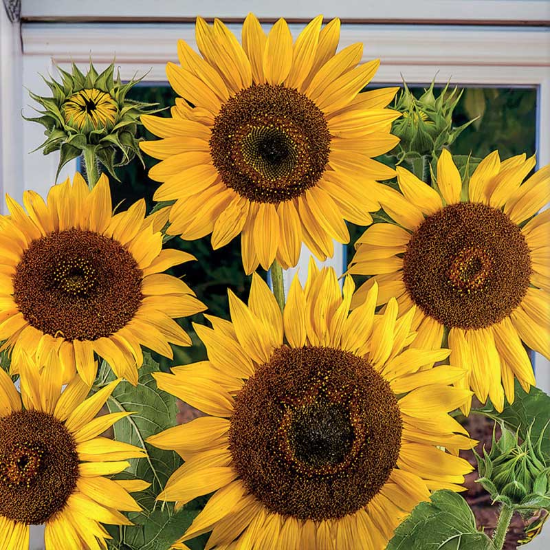 Auringonkukka 'Waooh !'