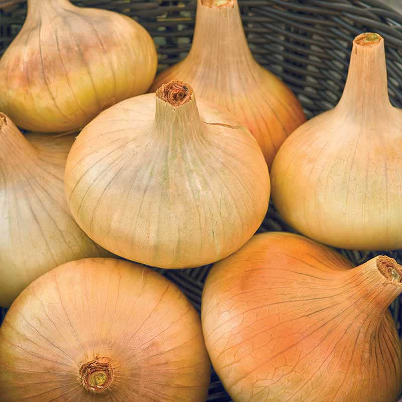 Keltasipuli 'Stuttgarter Riesen'